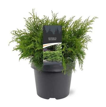 Microbiota decussata 30-40 cm cont. 3,0L - afbeelding 1