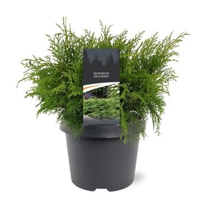 Microbiota decussata 30-40 cm cont. 3,0L