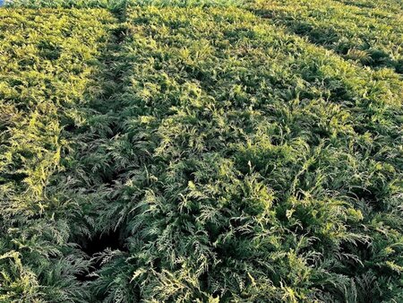 Microbiota decussata 30-40 cm cont. 3,0L - afbeelding 4