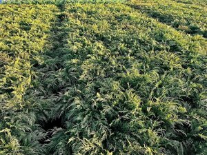 Microbiota decussata 30-40 cm cont. 3,0L - afbeelding 4