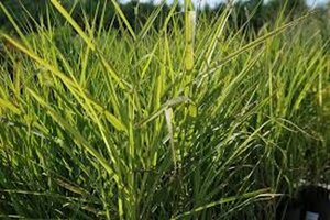 Miscanthus 'Purpurascens' geen maat specificatie 0,55L/P9cm