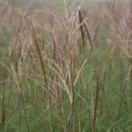 Miscanthus sin. 'Adagio' geen maat specificatie 0,55L/P9cm - afbeelding 3