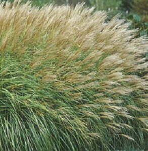 Miscanthus sin. 'Adagio' geen maat specificatie 0,55L/P9cm - afbeelding 4