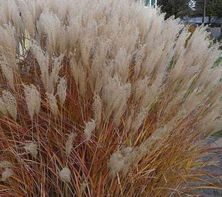 Miscanthus sin. 'Adagio' geen maat specificatie 0,55L/P9cm - image 1