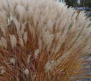 Miscanthus sin. 'Adagio' geen maat specificatie 0,55L/P9cm