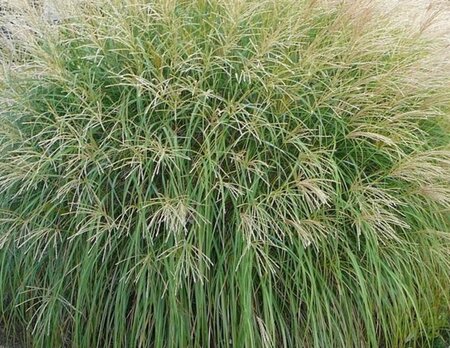 Miscanthus sin. 'Adagio' geen maat specificatie 0,55L/P9cm - image 2