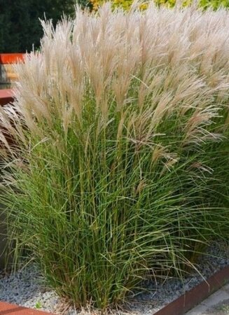 Miscanthus sin. 'Adagio' geen maat specificatie 0,55L/P9cm - image 3