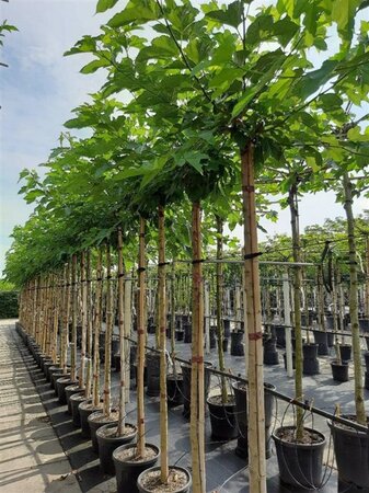 Morus alba 'Fruitless' 12-14 Hoogstam container dakvorm - afbeelding 1