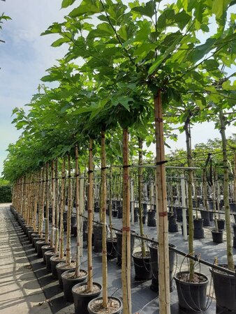 Morus alba 'Fruitless' 12-14 Hoogstam container dakvorm - afbeelding 2