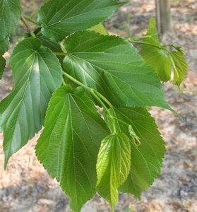 Morus alba 'Fruitless' 8-10 Hoogstam container
