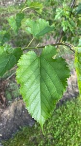 Morus alba 10-12 Hoogstam draadkluit - afbeelding 2