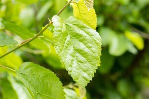 Morus alba 10-12 Hoogstam draadkluit
