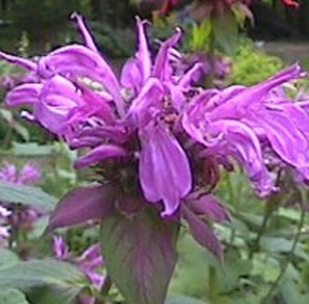 Monarda 'Aquarius' geen maat specificatie 0,55L/P9cm - afbeelding 1