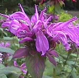 Monarda 'Aquarius' geen maat specificatie 0,55L/P9cm - afbeelding 1