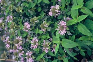 Monarda 'Elsie's Lavender' geen maat specificatie 0,55L/P9cm - afbeelding 2