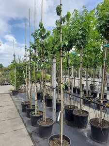 Morus nigra 10-12 Hoogstam container - afbeelding 3