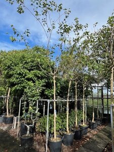 Morus nigra 14-16 Hoogstam cont. 50L