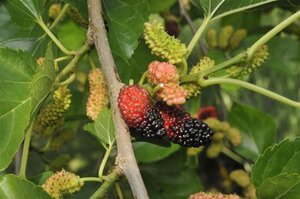 Morus nigra 8-10 Hoogstam met kluit - afbeelding 2