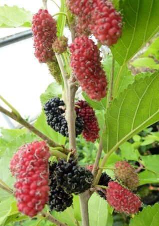 Morus rotundiloba Mojo Berry 60-80 cm cont. 5,0L - afbeelding 1