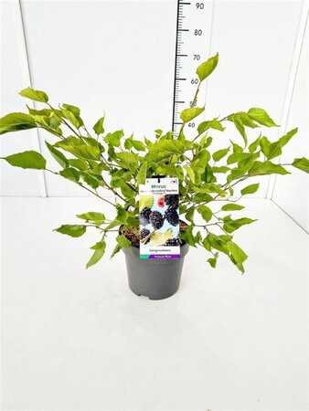 Morus rotundiloba Mojo Berry 60-80 cm cont. 5,0L - afbeelding 2
