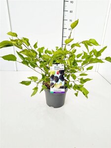 Morus rotundiloba Mojo Berry 60-80 cm cont. 5,0L - afbeelding 2