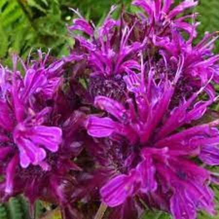 Monarda 'Scorpion' geen maat specificatie 0,55L/P9cm - afbeelding 3