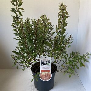 Myrica gale 30-40 cm cont. 3,0L - afbeelding 4