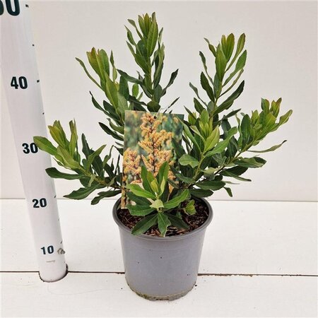 Myrica gale 30-40 cm cont. 3,0L - afbeelding 6
