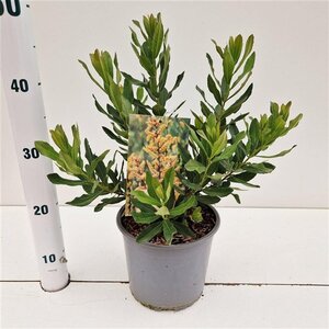 Myrica gale 30-40 cm cont. 3,0L - afbeelding 6
