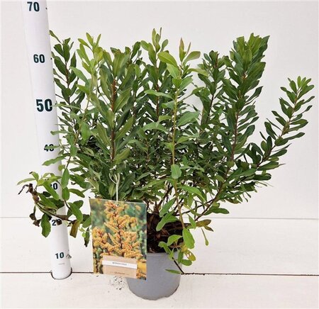 Myrica gale 30-40 cm cont. 3,0L - afbeelding 7