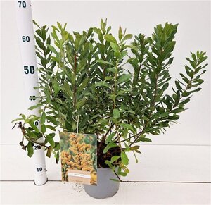 Myrica gale 30-40 cm cont. 3,0L - afbeelding 7