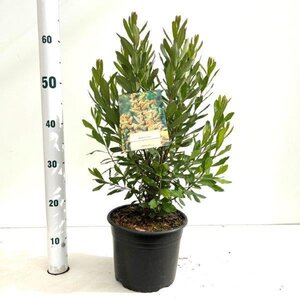 Myrica gale 30-40 cm cont. 3,0L - afbeelding 5
