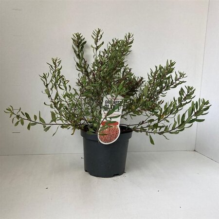 Myrica gale 30-40 cm cont. 3,0L - afbeelding 9