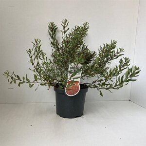 Myrica gale 30-40 cm cont. 3,0L - afbeelding 9