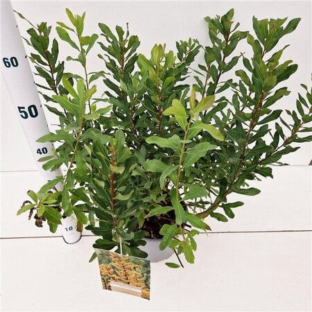 Myrica gale 30-40 cm cont. 3,0L - afbeelding 8