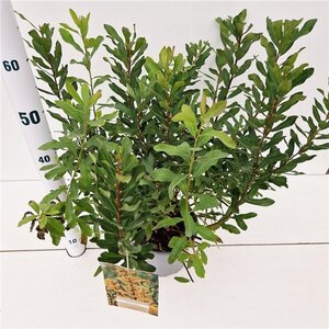 Myrica gale 30-40 cm cont. 3,0L - afbeelding 8