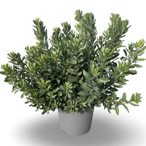 Myrica gale 50-60 cm cont. 12L