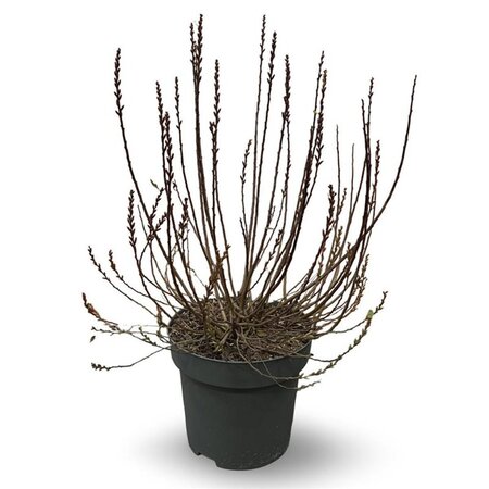 Myrica gale 50-60 cm cont. 12L