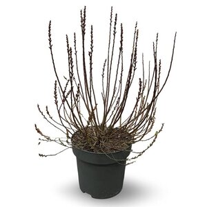 Myrica gale 50-60 cm cont. 12L