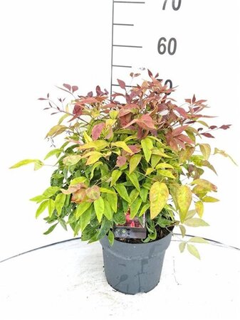 Nandina d. Blush Pink 30-40 cm cont. 5,0L - afbeelding 1