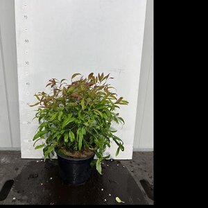 Nandina d. 'Firepower' 25-30 cm cont. 3,0L - afbeelding 5