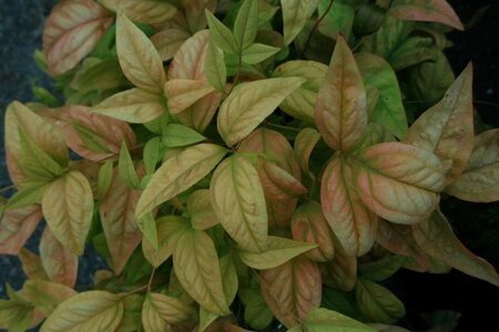 Nandina d. 'Firepower' 25-30 cm cont. 3,0L - afbeelding 1