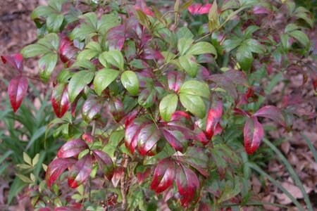 Nandina d. 'Firepower' 25-30 cm cont. 3,0L - afbeelding 4