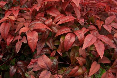 Nandina d. 'Firepower' 25-30 cm cont. 3,0L - image 2