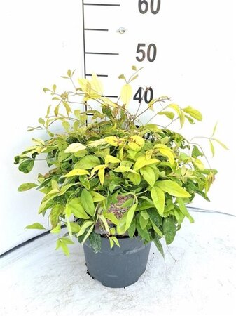 Nandina d. 'Firepower' 30-40 cm cont. 5,0L - afbeelding 1