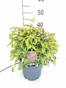 Nandina d. 'Firepower' 30-40 cm cont. 5,0L - afbeelding 2