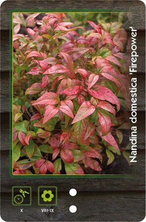 Nandina d. 'Firepower' 30-40 cm cont. 5,0L - afbeelding 2