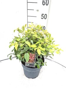 Nandina d. 'Firepower' 30-40 cm cont. 5,0L - afbeelding 3