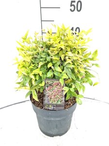 Nandina d. 'Firepower' 30-40 cm cont. 5,0L - image 2