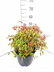 Nandina d. 'Firepower' 40-50 cm cont. 10L - afbeelding 1